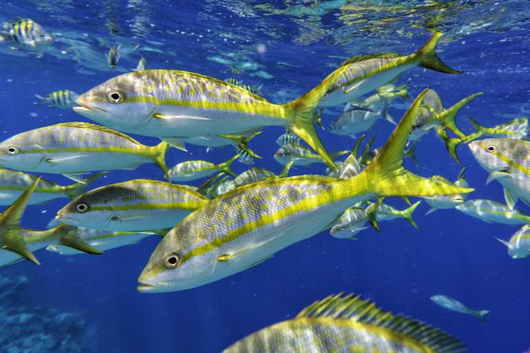 Deep Sea Fishing For Yellowtail