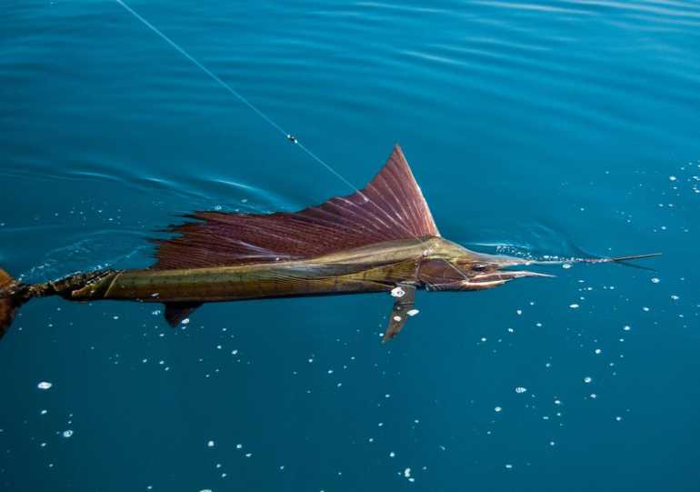 Sports Fishing In Fort Lauderdale
