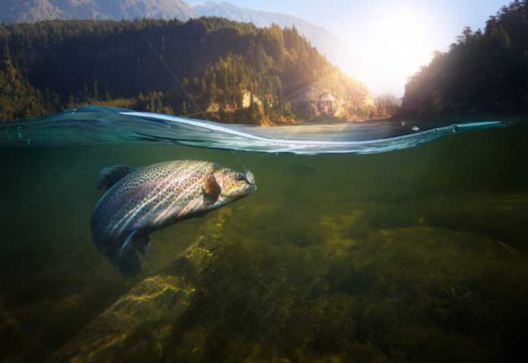 Tips for Catching Trout in Every Season